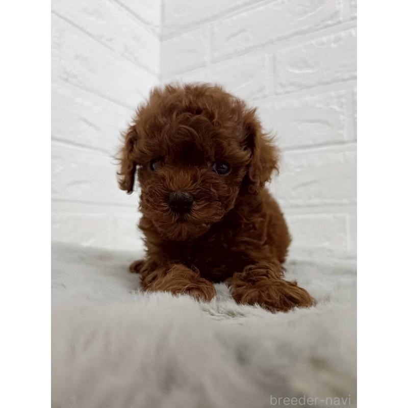 販売中の岡山県のタイニープードル-456106の3枚目