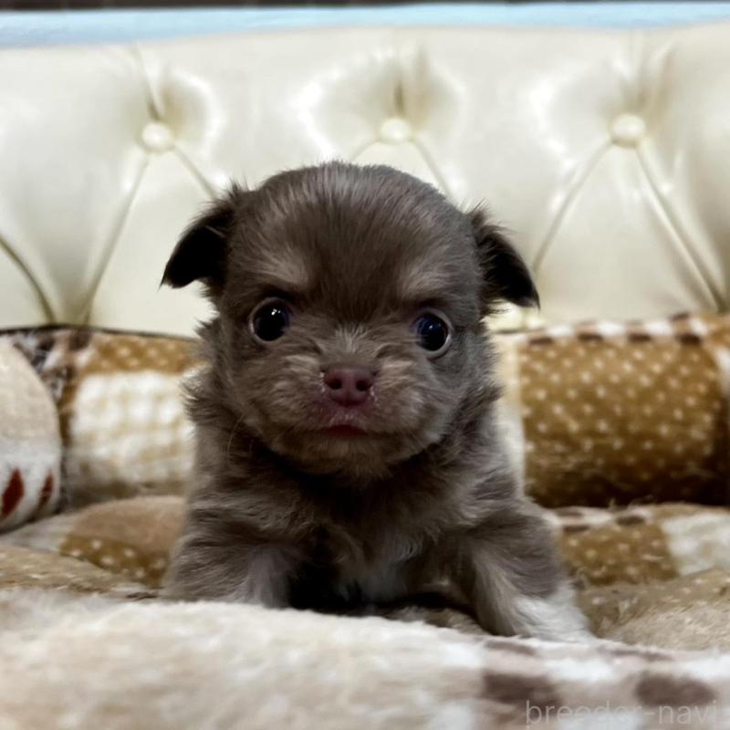 販売中の香川県のチワワ(ロングコート)-456107の20枚目