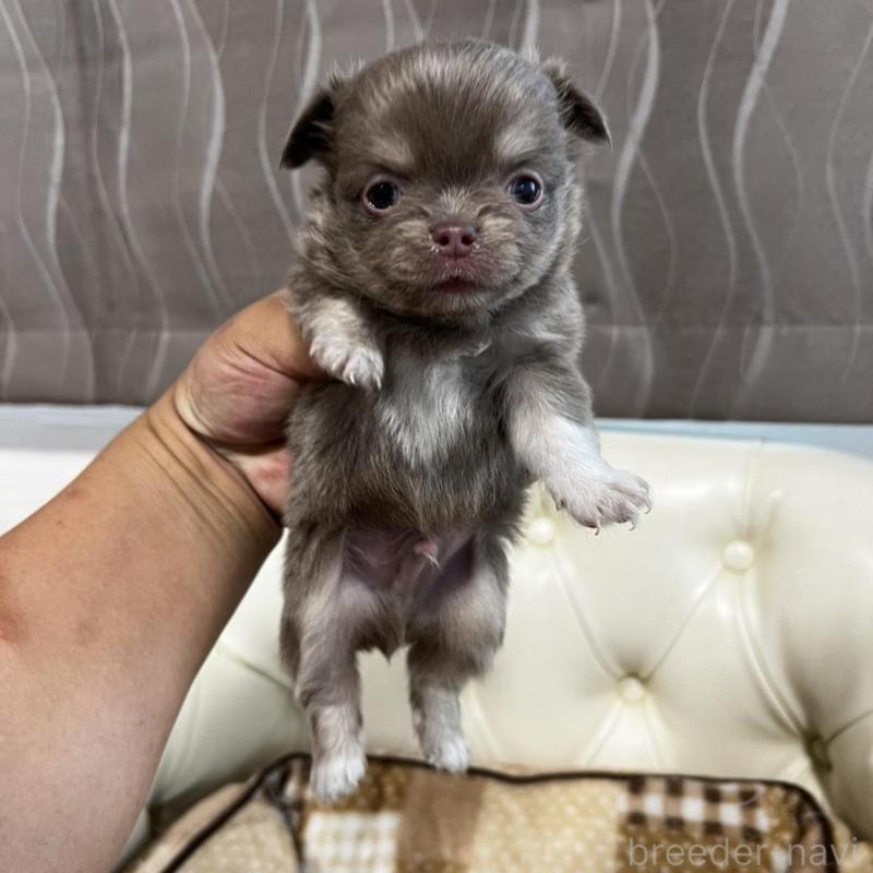 販売中の香川県のチワワ(ロングコート)-456107の19枚目