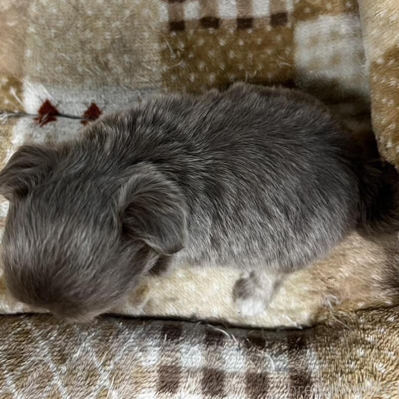 販売中の香川県のチワワ(ロングコート)-456107の18枚目