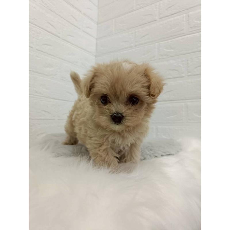 販売中の岡山県のマルプー:マルチーズ×トイプードル-456108の8枚目