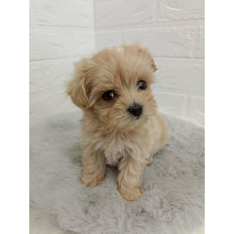 販売中の岡山県のマルプー:マルチーズ×トイプードル-456108の7枚目