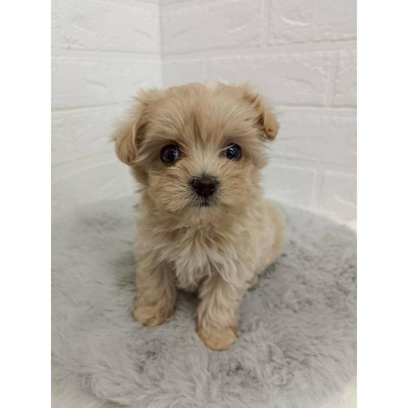 販売中の岡山県のマルプー:マルチーズ×トイプードル-456108の6枚目