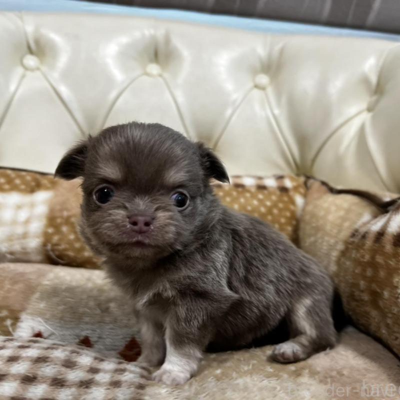 販売中の香川県のチワワ(ロングコート)-456107の17枚目