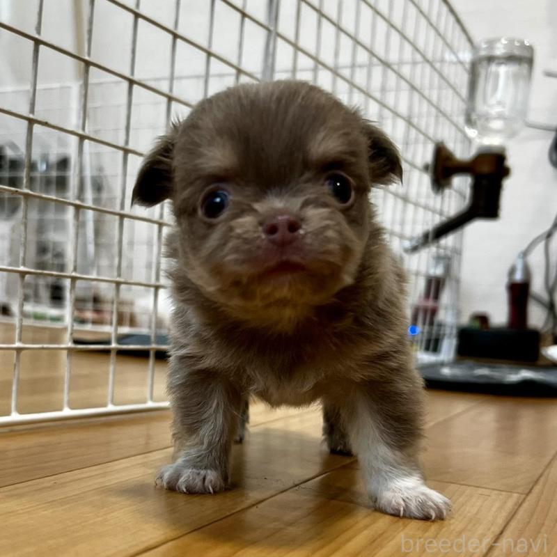 販売中の香川県のチワワ(ロングコート)-456107の16枚目