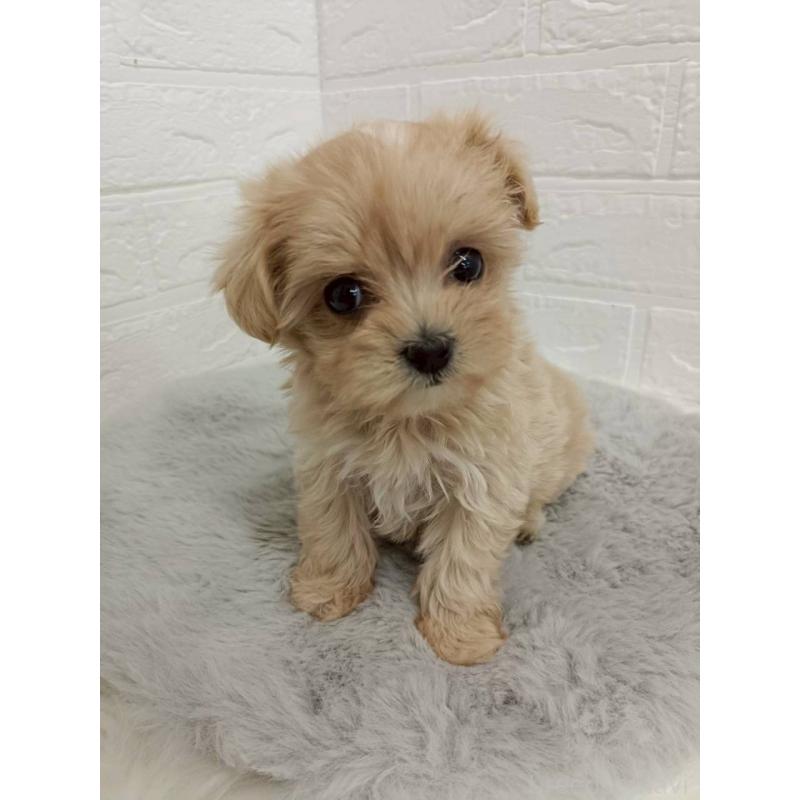 販売中の岡山県のマルプー:マルチーズ×トイプードル-456108の4枚目