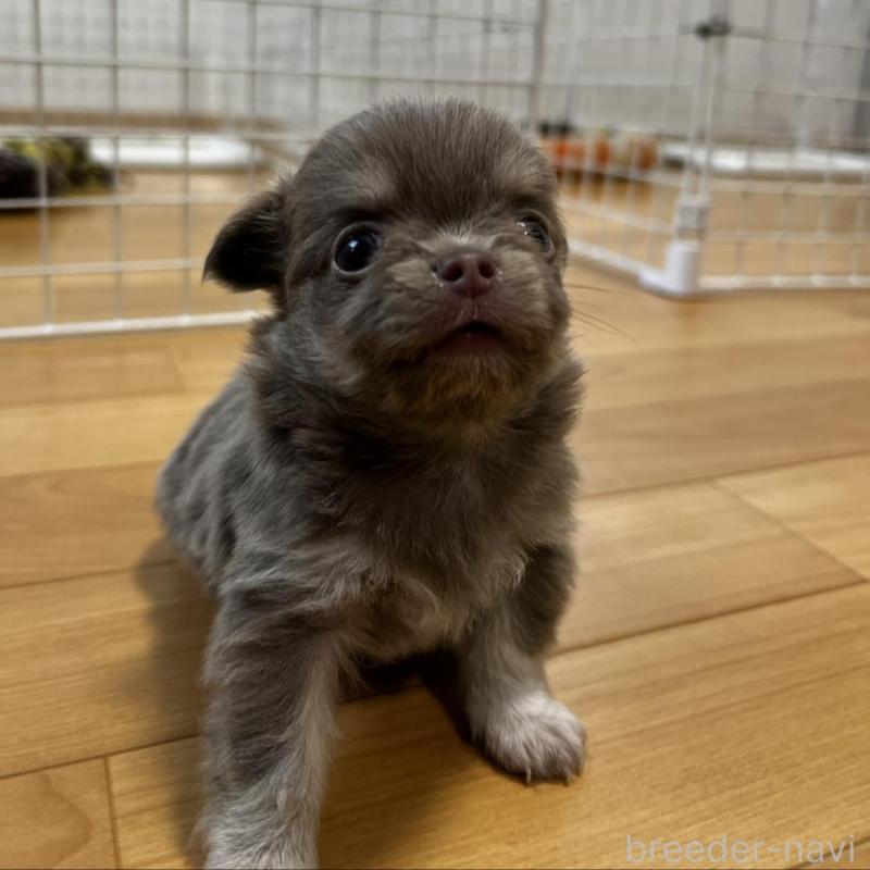 販売中の香川県のチワワ(ロングコート)-456107の15枚目