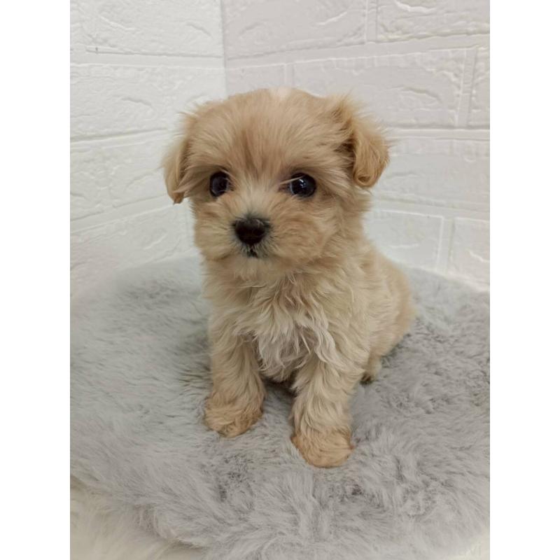 販売中の岡山県のマルプー:マルチーズ×トイプードル-456108の3枚目