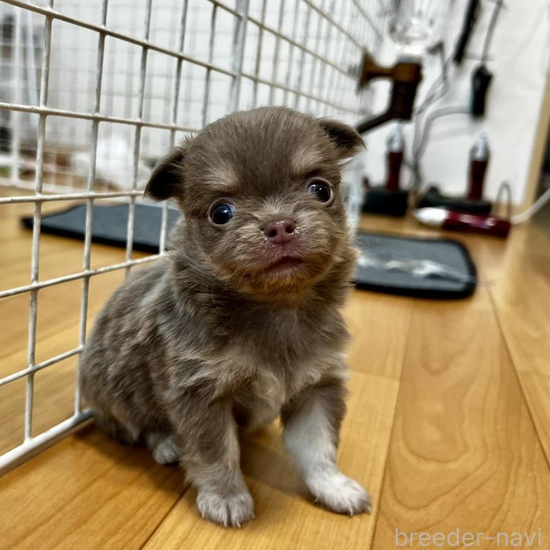 販売中の香川県のチワワ(ロングコート)-456107の14枚目