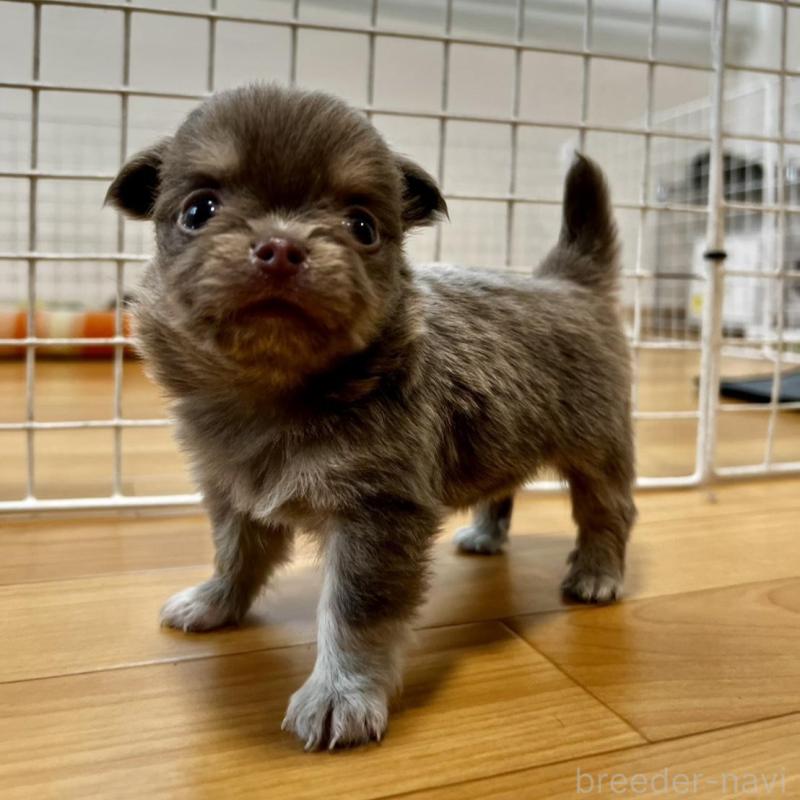 販売中の香川県のチワワ(ロングコート)-456107の12枚目