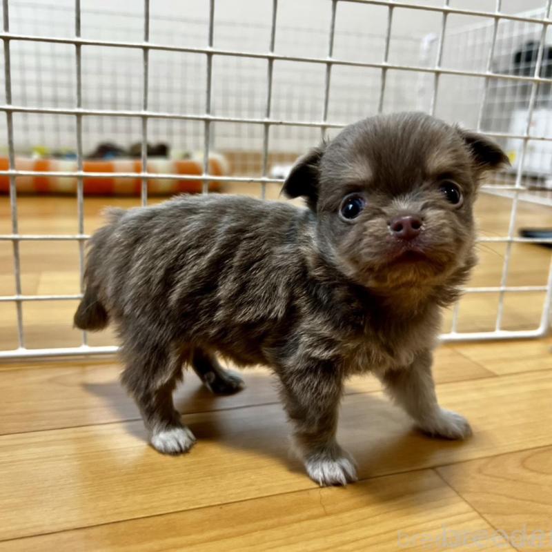 販売中の香川県のチワワ(ロングコート)-456107の10枚目