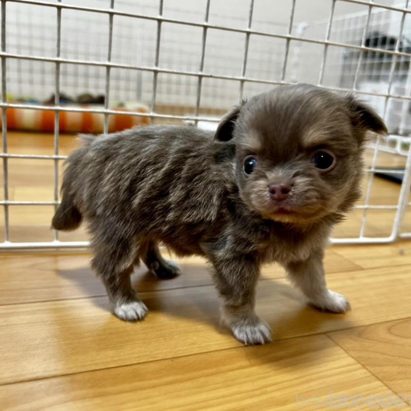 販売中の香川県のチワワ(ロングコート)-456107の9枚目