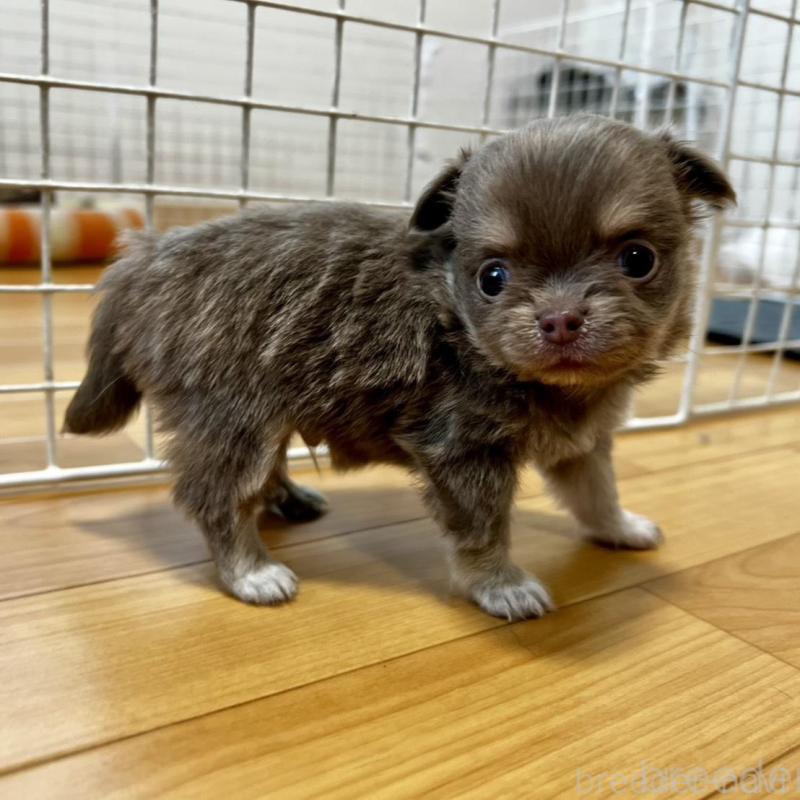 販売中の香川県のチワワ(ロングコート)-456107の8枚目