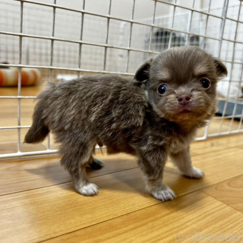 販売中の香川県のチワワ(ロングコート)-456107の7枚目