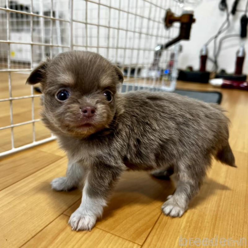 販売中の香川県のチワワ(ロングコート)-456107の6枚目