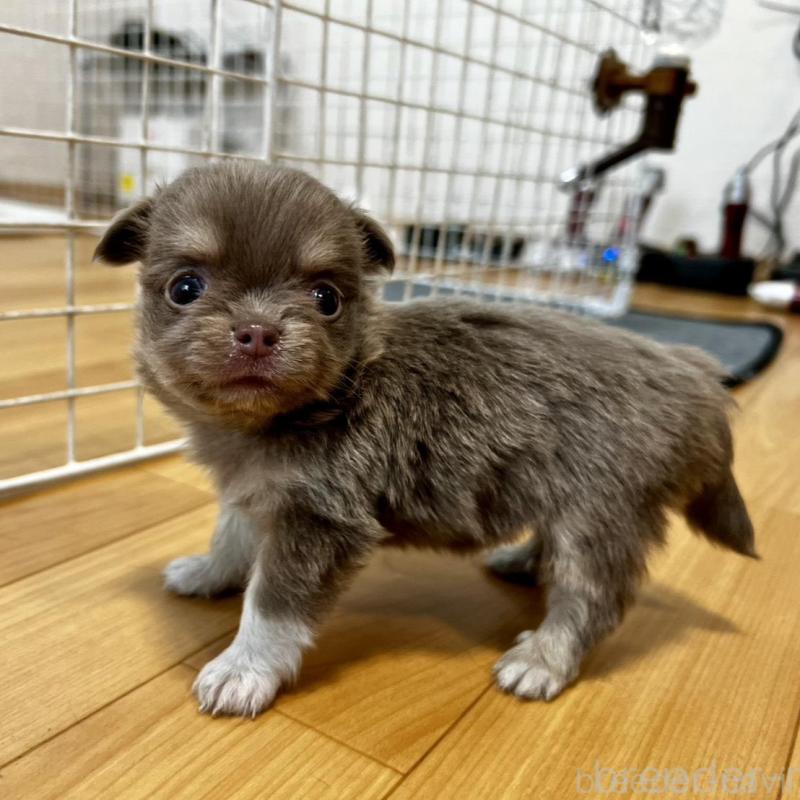 販売中の香川県のチワワ(ロングコート)-456107の5枚目