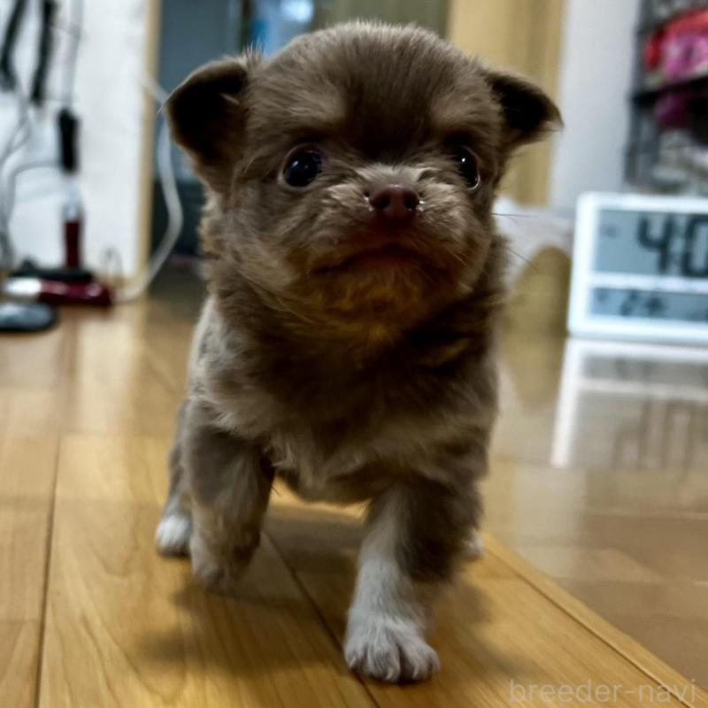 販売中の香川県のチワワ(ロングコート)-456107の4枚目