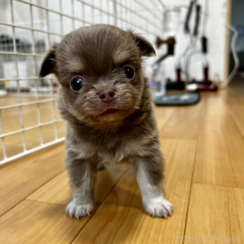 販売中の香川県のチワワ(ロングコート)-456107の3枚目