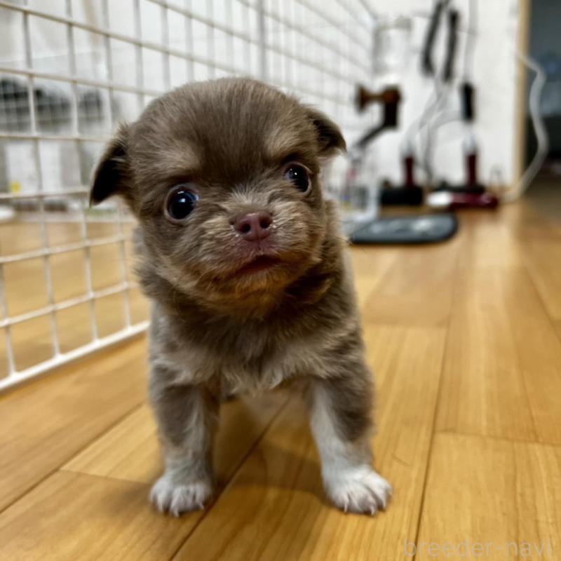 販売中の香川県のチワワ(ロングコート)-456107の2枚目