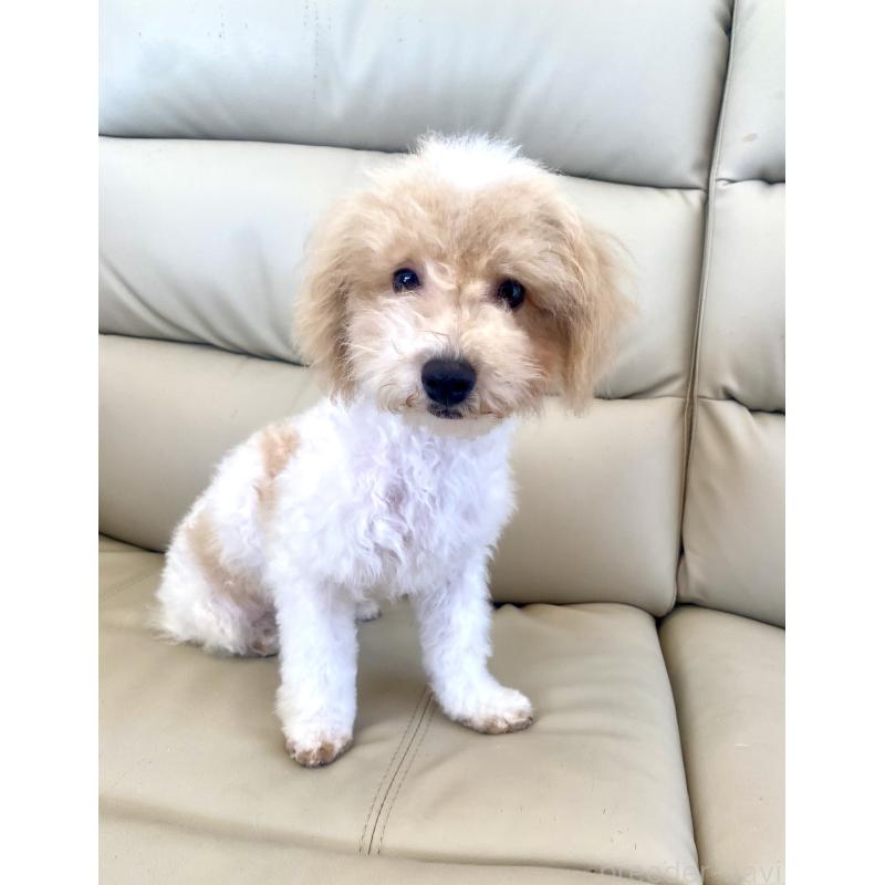 販売中の東京都のビションプー:ビションフリーゼ×トイプードル-430970