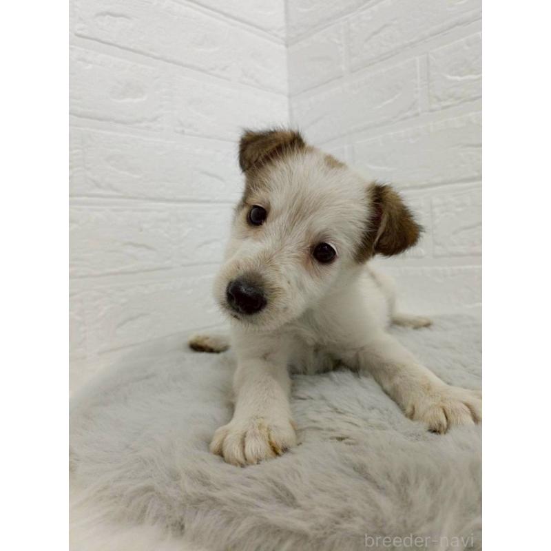 販売中の岡山県のミックス犬-456110の13枚目