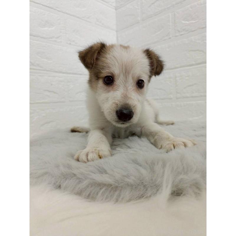 販売中の岡山県のミックス犬-456110の12枚目