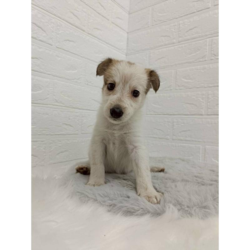 販売中の岡山県のミックス犬-456110の11枚目