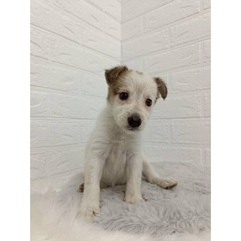 販売中の岡山県のミックス犬-456110の10枚目