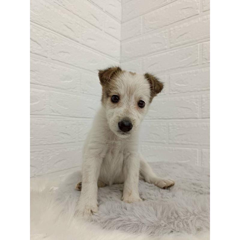 販売中の岡山県のミックス犬-456110の8枚目