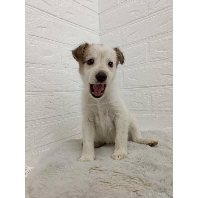 販売中の岡山県のミックス犬-456110の9枚目