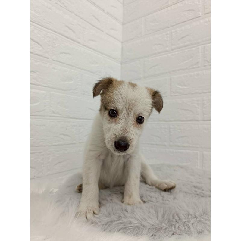 販売中の岡山県のミックス犬-456110の7枚目