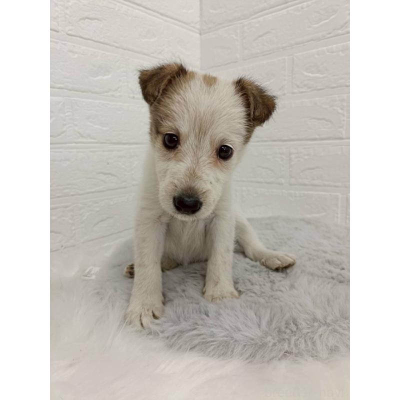 販売中の岡山県のミックス犬-456110の6枚目