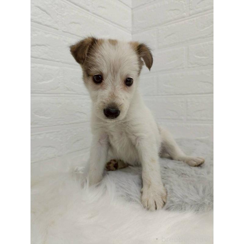 販売中の岡山県のミックス犬-456110の5枚目