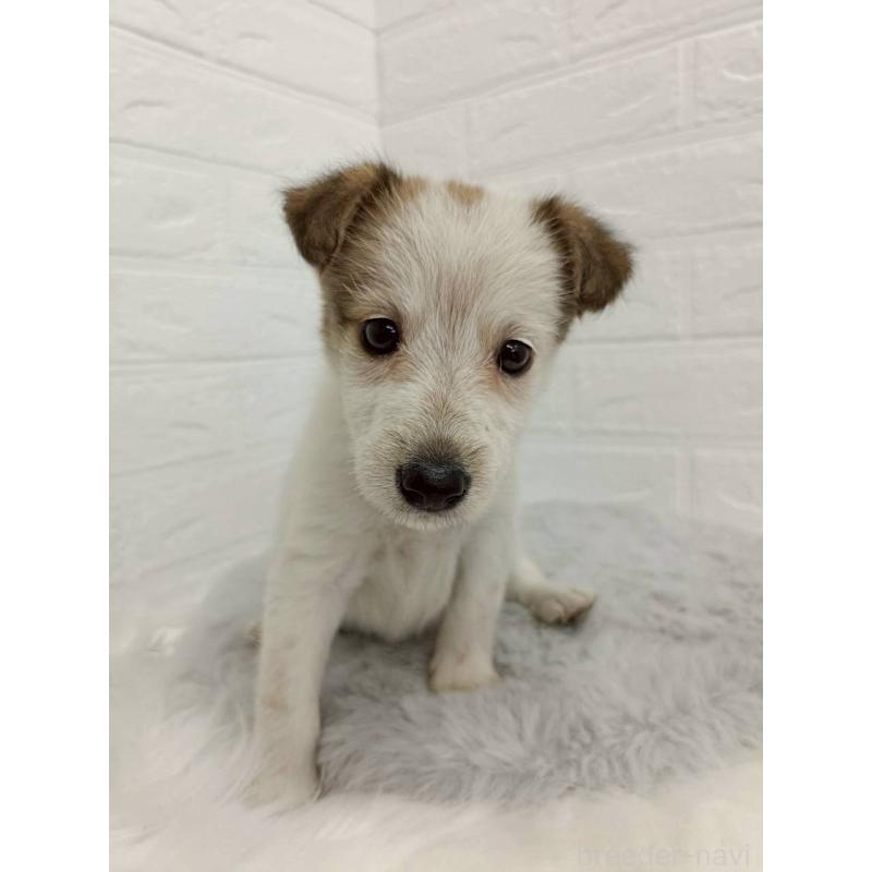 販売中の岡山県のミックス犬-456110の4枚目