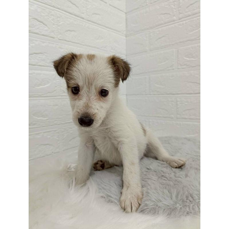 販売中の岡山県のミックス犬-456110の3枚目