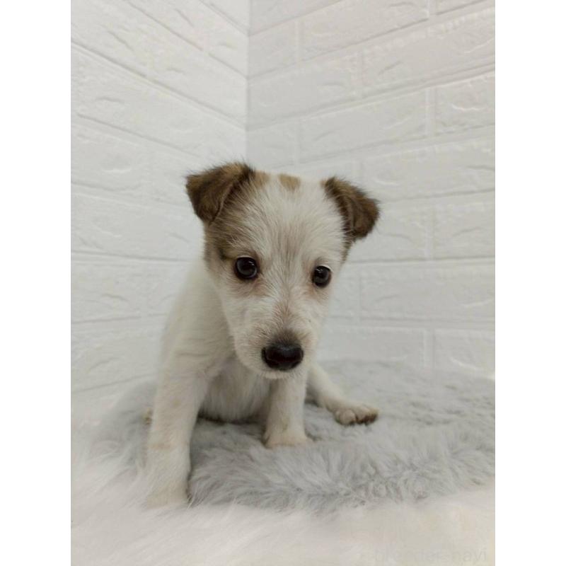 販売中の岡山県のミックス犬-456110の2枚目