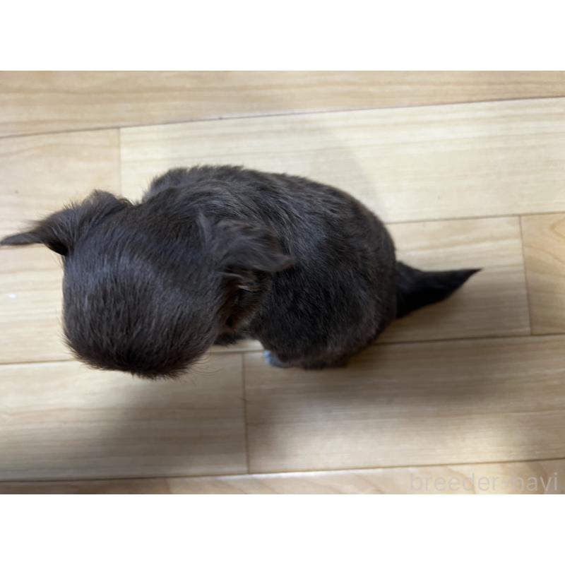 販売中の香川県のチワワ(ロングコート)-456109の19枚目