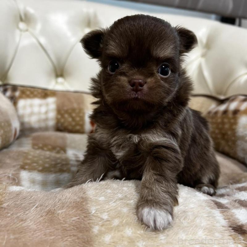 販売中の香川県のチワワ(ロングコート)-456109の18枚目