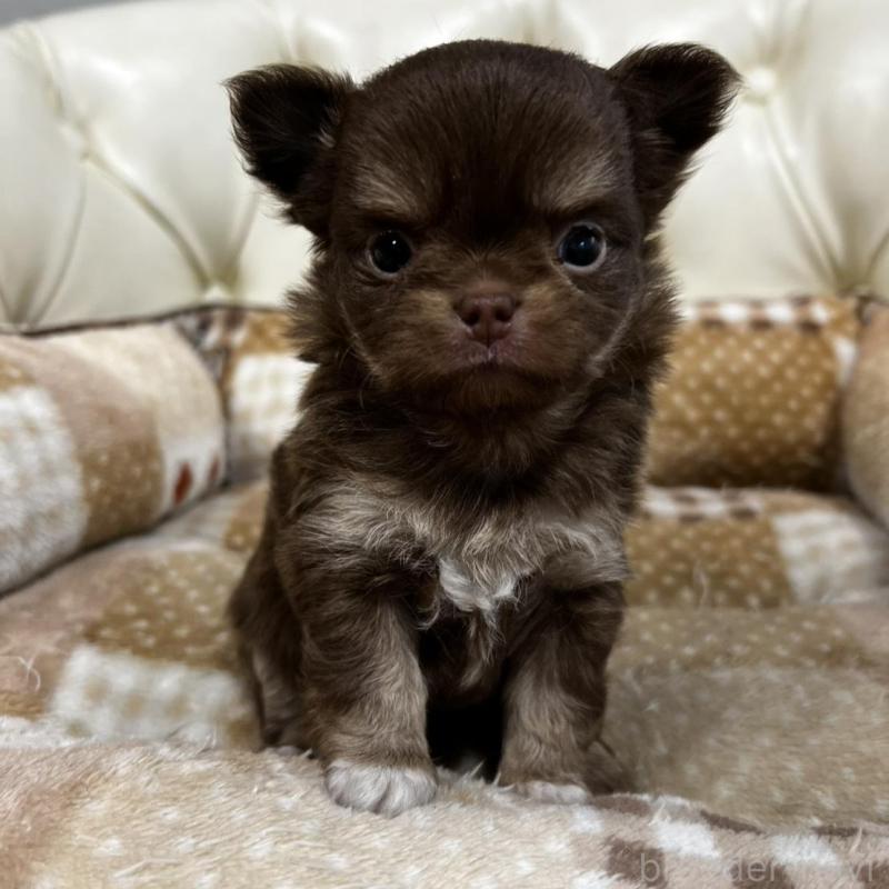 販売中の香川県のチワワ(ロングコート)-456109の17枚目