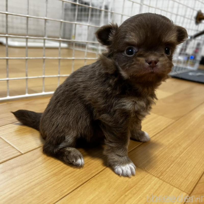 販売中の香川県のチワワ(ロングコート)-456109の16枚目