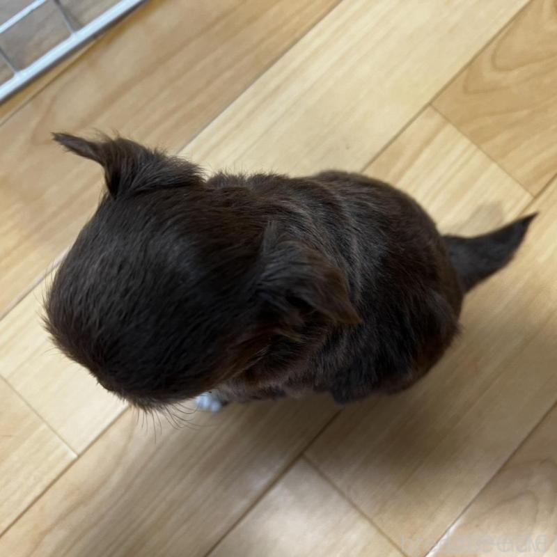 販売中の香川県のチワワ(ロングコート)-456109の15枚目