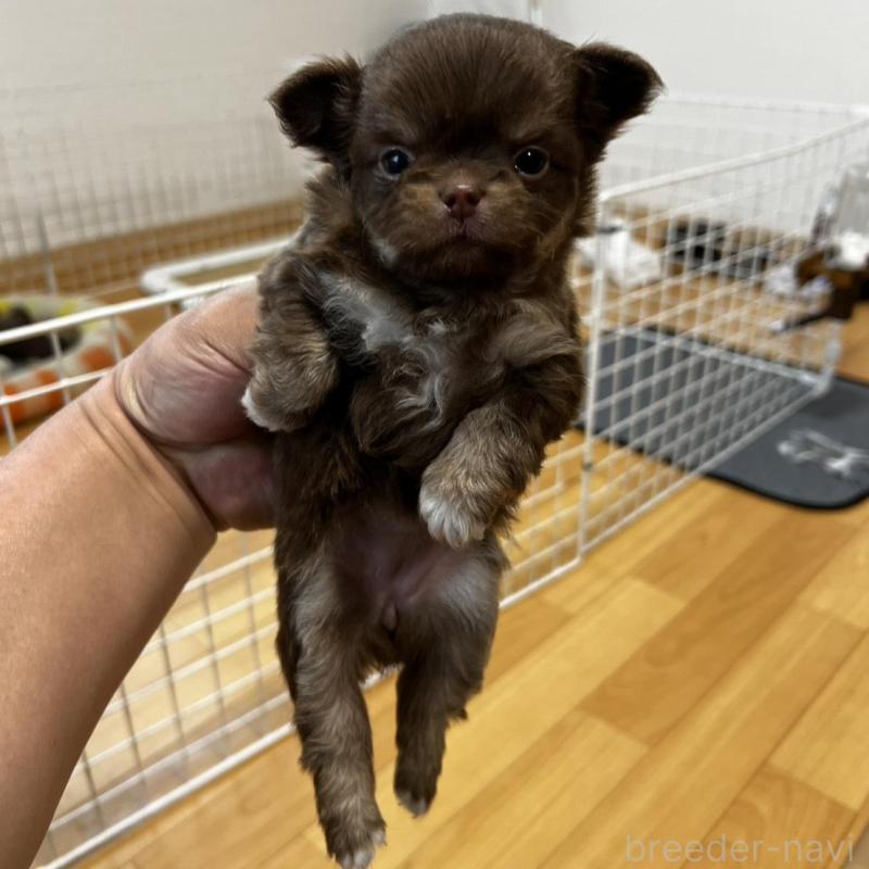 販売中の香川県のチワワ(ロングコート)-456109の14枚目