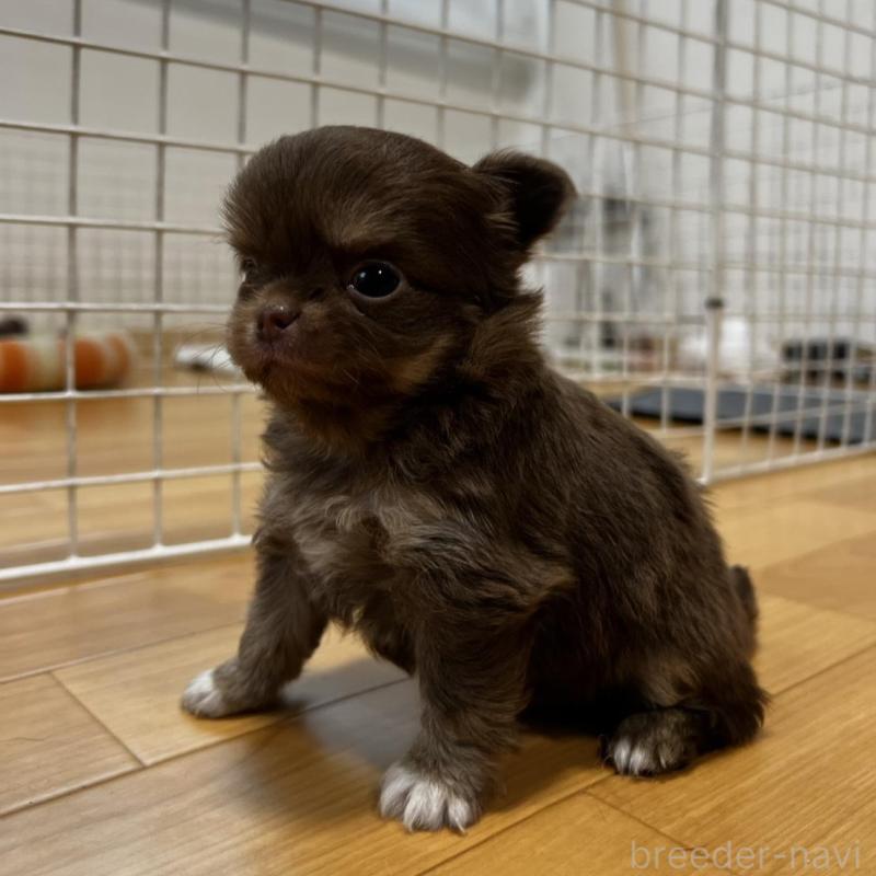 販売中の香川県のチワワ(ロングコート)-456109の13枚目