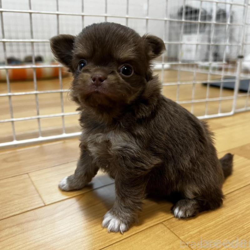 販売中の香川県のチワワ(ロングコート)-456109の12枚目