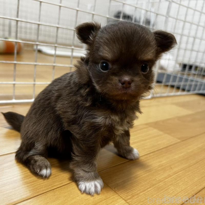 販売中の香川県のチワワ(ロングコート)-456109の11枚目