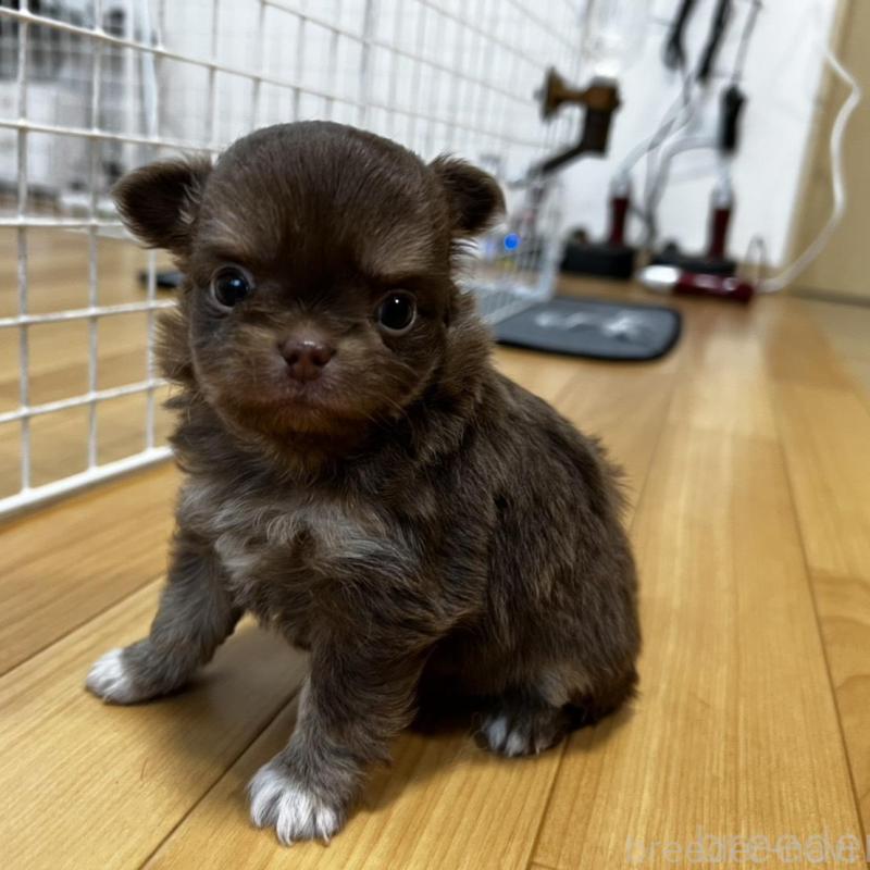 販売中の香川県のチワワ(ロングコート)-456109の10枚目