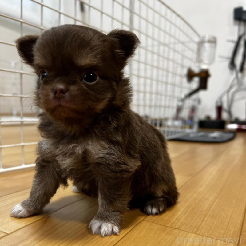 販売中の香川県のチワワ(ロングコート)-456109の8枚目