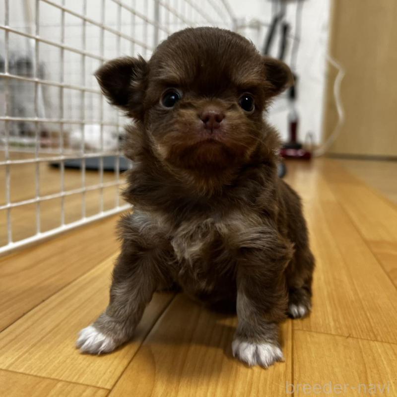 販売中の香川県のチワワ(ロングコート)-456109の7枚目