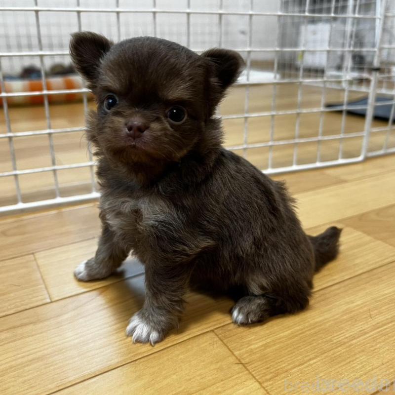 販売中の香川県のチワワ(ロングコート)-456109の6枚目