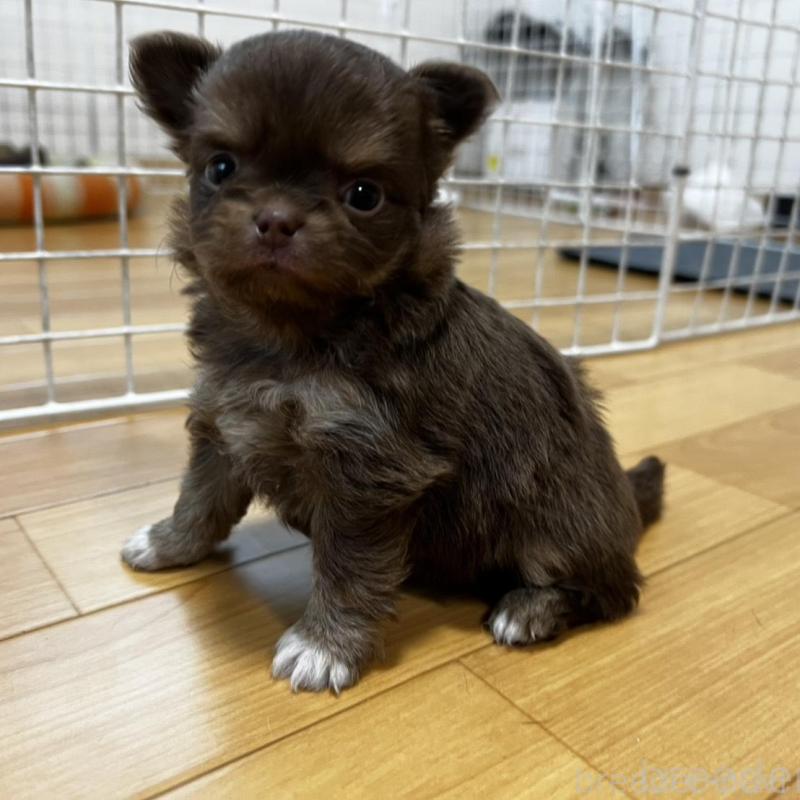 販売中の香川県のチワワ(ロングコート)-456109の5枚目